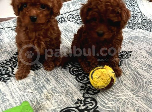 Toy Poodle Kilo Garanti̇li̇ Bebekleri̇mi̇z