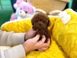 EFSANA TOY POODLE BEBEKLER