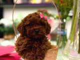 Üst  Düzey Kore Kan Toy Poodle Yavrularım