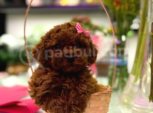 Üst  Düzey Kore Kan Toy Poodle Yavrularım görsel