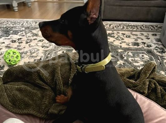Önünde Düğme İli̇kletecek Doberman görsel
