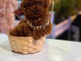 Üst  Düzey Kore Kan Toy Poodle Yavrularım