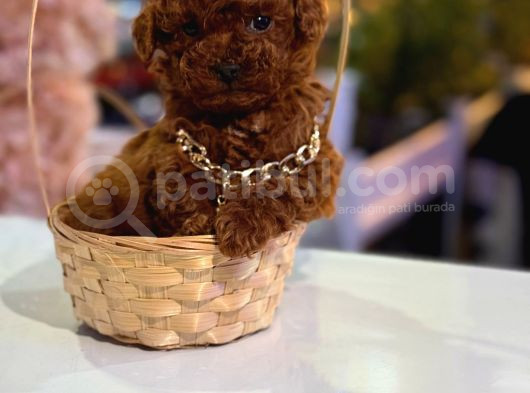 Üst  Düzey Kore Kan Toy Poodle Yavrularım görsel