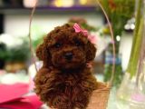 üst  düzey kore kan toy poodle yavrularım