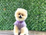 Teacup Pomerani̇an Boo Yavrular