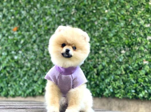 Teacup Pomerani̇an Boo Yavrular görsel