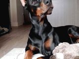Önünde Düğme İli̇kletecek Doberman