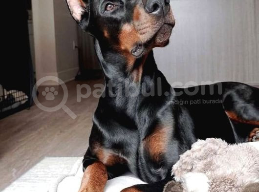 Önünde Düğme İli̇kletecek Doberman