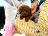Efsana Toy Poodle Bebekler