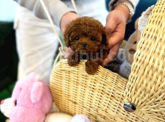 Efsana Toy Poodle Bebekler görsel