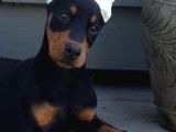 Önünde Düğme İli̇kletecek Doberman