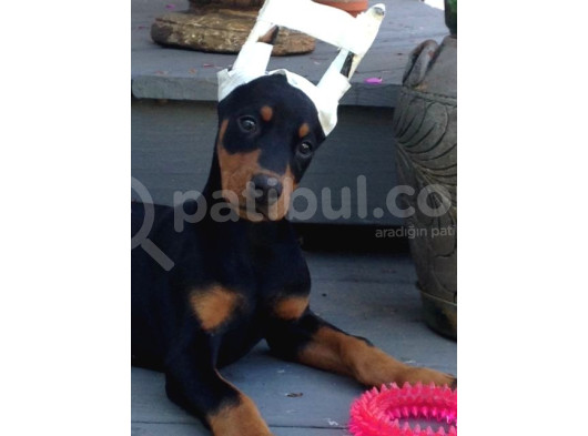 Önünde Düğme İli̇kletecek Doberman görsel
