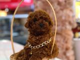 üst  düzey kore kan toy poodle yavrularım