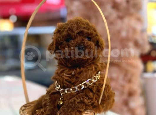 Üst  Düzey Kore Kan Toy Poodle Yavrularım