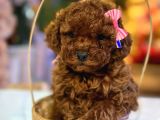 Üst  Düzey Kore Kan Toy Poodle Yavrularım