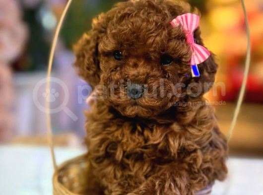 Üst  Düzey Kore Kan Toy Poodle Yavrularım görsel