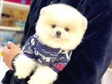 Teacup Pomerani̇an Boo Yavrular