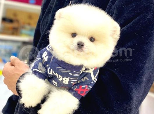 Teacup Pomerani̇an Boo Yavrular görsel