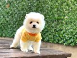 Teacup Pomerani̇an Boo Yavrular