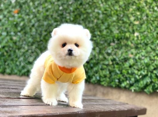 Teacup Pomerani̇an Boo Yavrular görsel