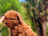 Toy Poodle Anne Altindan