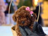 Üst  Düzey Kore Kan Toy Poodle Yavrularım