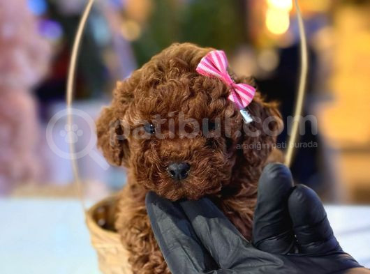 Üst  Düzey Kore Kan Toy Poodle Yavrularım görsel