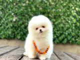 TEACUP POMERANİAN BOO YAVRULAR