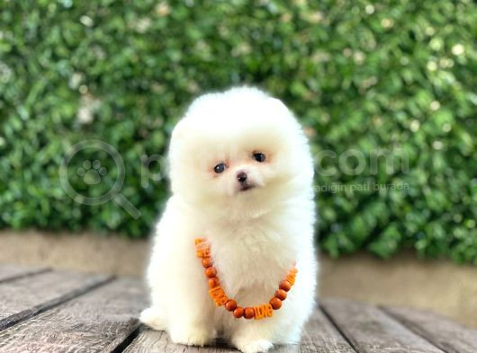Teacup Pomerani̇an Boo Yavrular