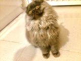 Asil Ve Biricik British Shorthair Yavrusu