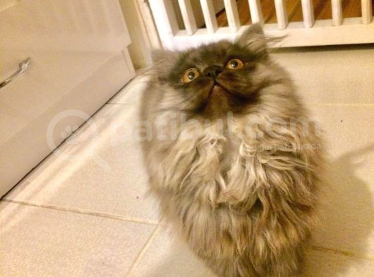 Asil Ve Özel British Shorthair Yavrusu görsel
