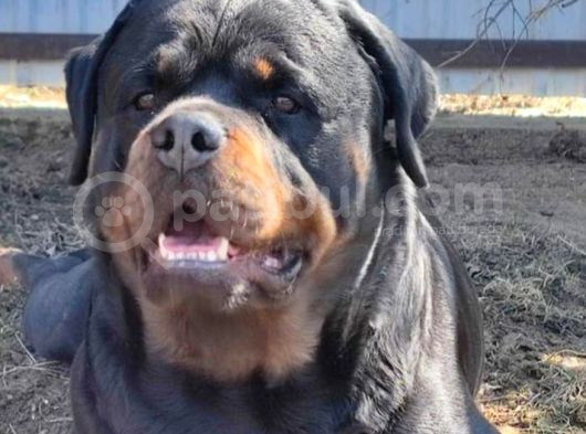 Üst Kalite Macar Rot Yavrularımız