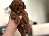 Red Sevi̇mli̇ Toy Poodle Oyuncak Bebekler