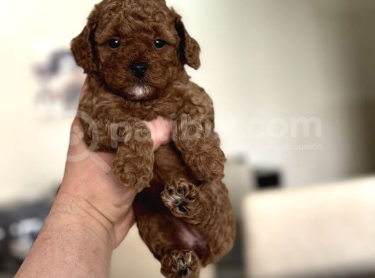 Red Sevi̇mli̇ Toy Poodle Oyuncak Bebekler görsel