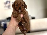 RED SEVİMLİ TOY POODLE OYUNCAK BEBEKLER