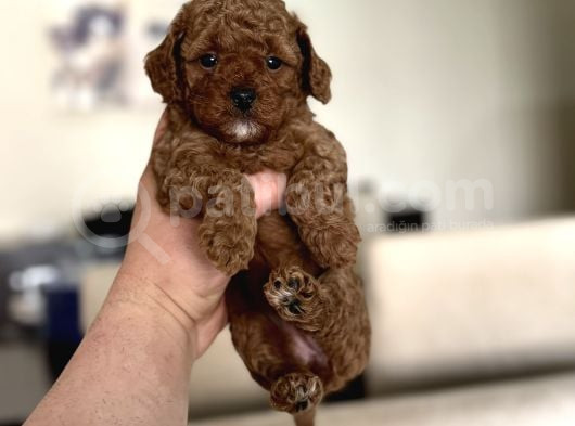 Red Sevi̇mli̇ Toy Poodle Oyuncak Bebekler