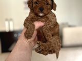 Red Sevi̇mli̇ Toy Poodle Oyuncak Bebekler