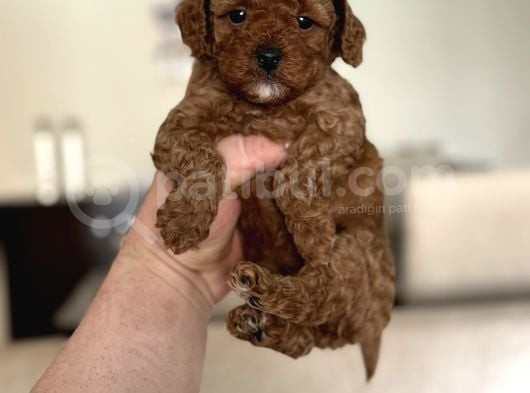 Red Sevi̇mli̇ Toy Poodle Oyuncak Bebekler görsel