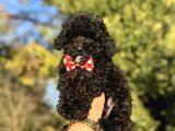 Siyah Inci Üst Kalite Poodle 