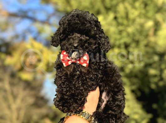 Siyah Inci Üst Kalite Poodle  görsel