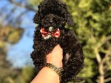 Siyah Inci Üst Kalite Poodle 