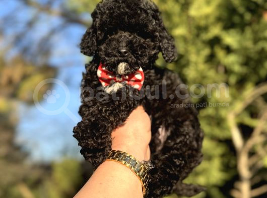 Siyah Inci Üst Kalite Poodle  görsel