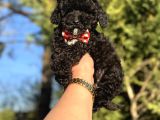 Siyah inci üst kalite poodle 