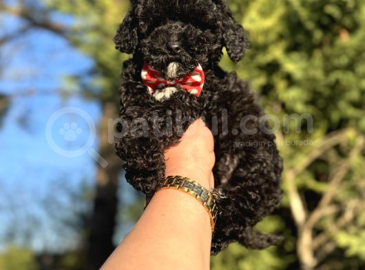 Siyah Inci Üst Kalite Poodle 