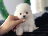 Mini Boy Yavrularım