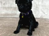 Hamburger Surat Gül Kuyruk Pug Bebekler