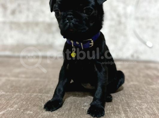 Hamburger Surat Gül Kuyruk Pug Bebekler görsel