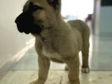 Dev Adaylari Burada Kangal-Anadolu Çoban