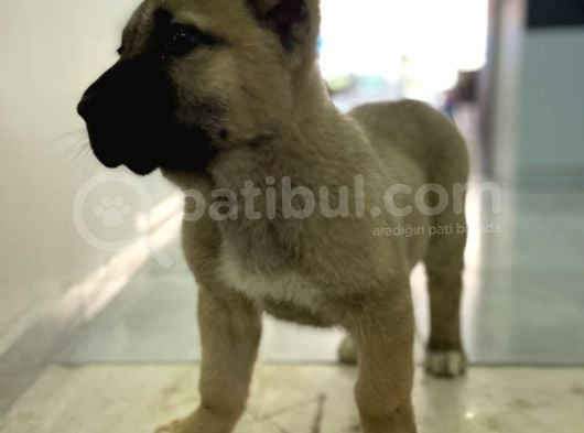 Dev Adaylari Burada Kangal-Anadolu Çoban görsel