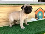 Hamburger Surat Gül Kuyruk Pug Bebekler